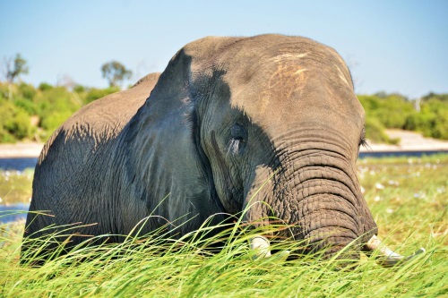 Thebe River Safaris omgeving chobe
